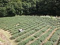 DSC09353.JPG