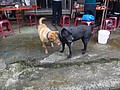 DSC09373.JPG
