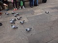 DSC00087.JPG