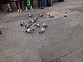DSC00088.JPG