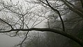 DSC00994.jpg