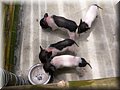 P1040700.jpg