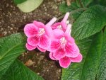 DSC01973.JPG