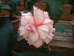 DSC01976.JPG