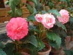 DSC01977.JPG