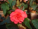 DSC01979.JPG