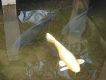 DSC02036.JPG