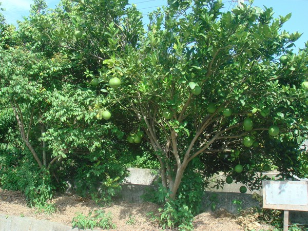 DSC02736.JPG