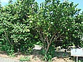 DSC02736.JPG