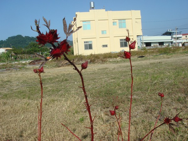 DSC03280.JPG