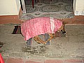DSC03829.JPG