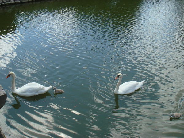 DSC04374.JPG