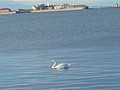 DSC04345.JPG
