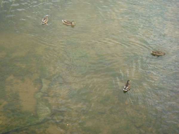 DSC05412.JPG