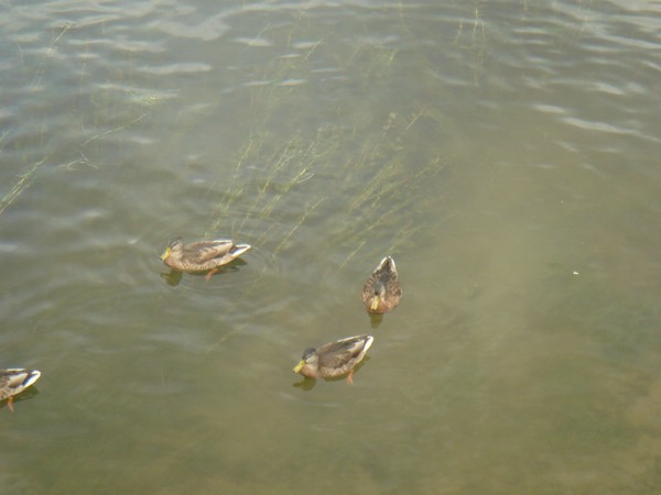 DSC05413.JPG