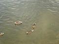 DSC05413.JPG