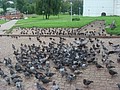 DSC05853.JPG