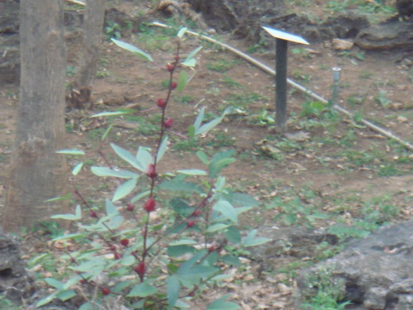 DSC06051.JPG