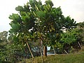 DSC06046.JPG