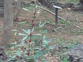 DSC06051.JPG
