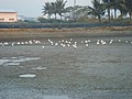 DSC06297.JPG