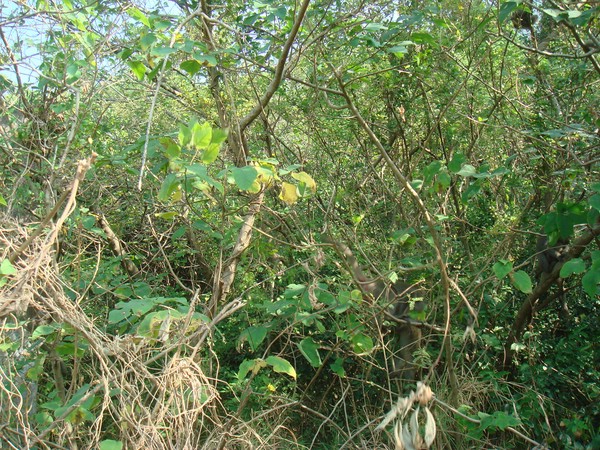 DSC06177.JPG