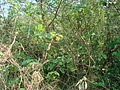 DSC06177.JPG