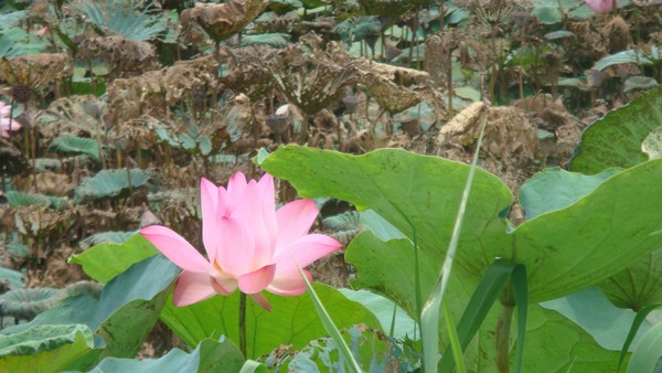 DSC09278.JPG