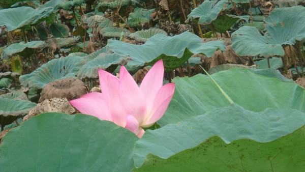 DSC09279.JPG