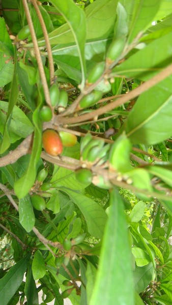 DSC09340.JPG