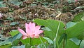 DSC09278.JPG