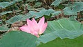 DSC09279.JPG
