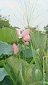 DSC09285.JPG