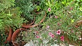 DSC09347.JPG