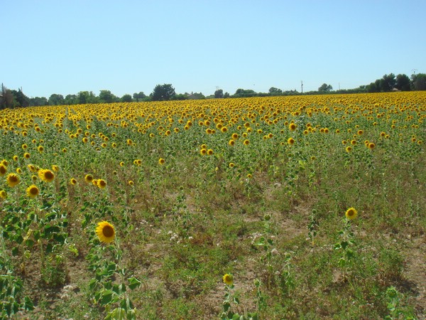 DSC07524.JPG