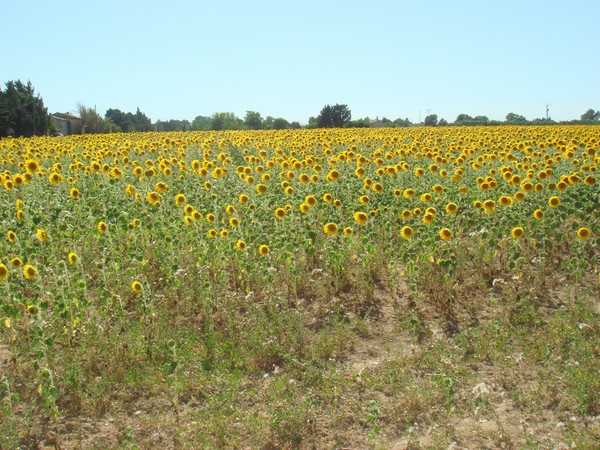 DSC07525.JPG
