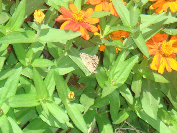 DSC07678.JPG