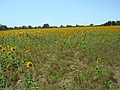 DSC07524.JPG