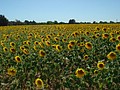 DSC07526.JPG