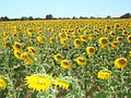 DSC07527.JPG
