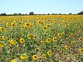 DSC07528.JPG