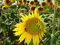 DSC07533.JPG