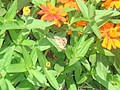 DSC07678.JPG