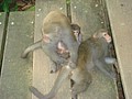 DSC07850.JPG