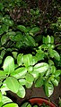 DSC01943.JPG