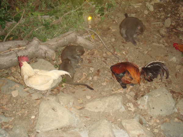 DSC07878.JPG