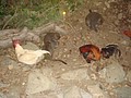 DSC07878.JPG