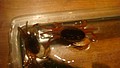 DSC00521.JPG