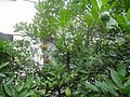 DSC00253.JPG