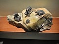DSC00483.JPG